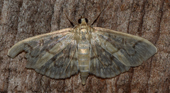 Herpetogramma theseusalis