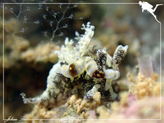 Goniodoris joubini