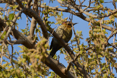 Colaptes melanochloros