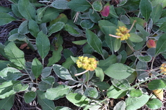 Eriogonum wootonii