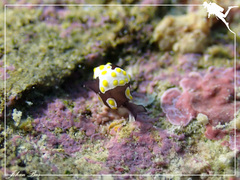 Colpodaspis thompsoni