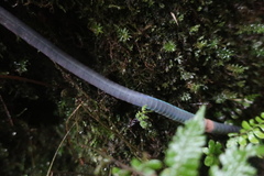 Pheretima darnleiensis