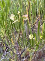 Dodonaea viscosa