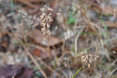 Dicerandra densiflora