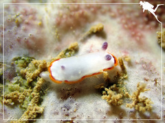 Goniobranchus rubrocornutus