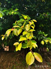 Ficus microcarpa
