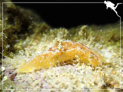 Plocamopherus pecoso