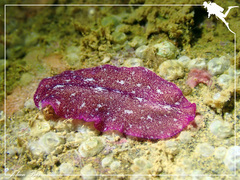 Pseudoceros cruentus