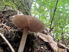 Volvariella
