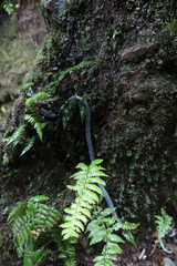 Pheretima darnleiensis