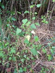 Plagianthus regius