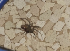 Theridiidae
