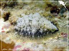Dendrodoris coronata