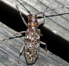 Monochamus carolinensis