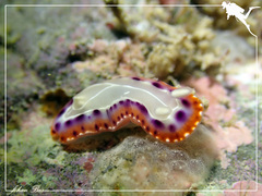 Goniobranchus setoensis