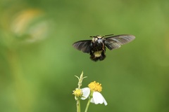 Sataspes tagalica