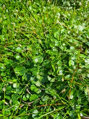 Hydrocotyle bonariensis
