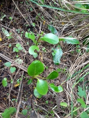 Griselinia littoralis
