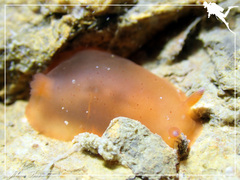 Dendrodoris fumata