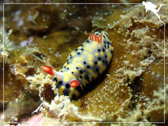 Hypselodoris infucata