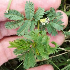 Desmanthus leptolobus