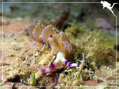 Pteraeolidia semperi