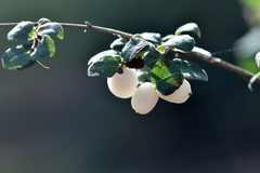 Symphoricarpos albus