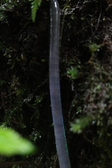 Pheretima darnleiensis