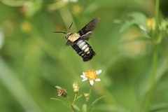 Sataspes tagalica
