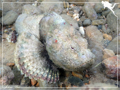 Scorpaenopsis macrochir