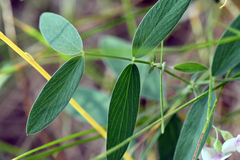 Lathyrus lanszwertii