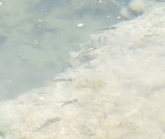 Poeciliidae