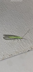 Chrysopidae