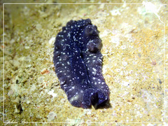 Pseudobiceros stellae