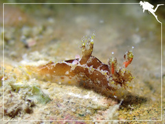 Plocamopherus imperialis