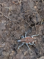 Cosmogaster lateralis