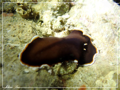 Callioplana marginata