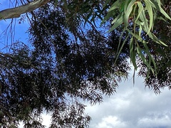 Glossopsitta concinna