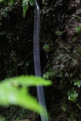 Pheretima darnleiensis