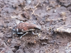 Cosmogaster lateralis