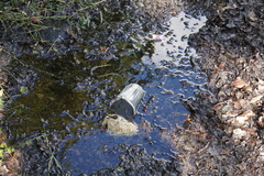 Thamnophis proximus rubrilineatus