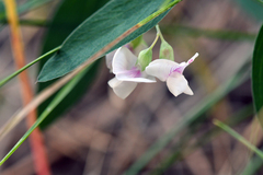 Lathyrus lanszwertii