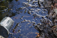 Thamnophis proximus rubrilineatus