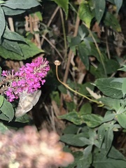 Buddleja