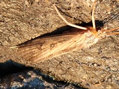 Polycentropodidae