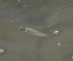 Poeciliidae
