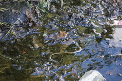 Thamnophis cyrtopsis ocellatus