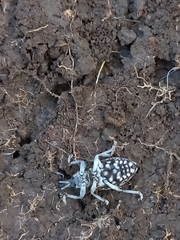 Cosmogaster lateralis