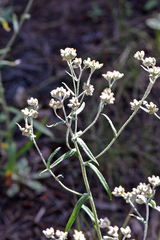 Pseudognaphalium macounii