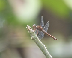 Orthemis